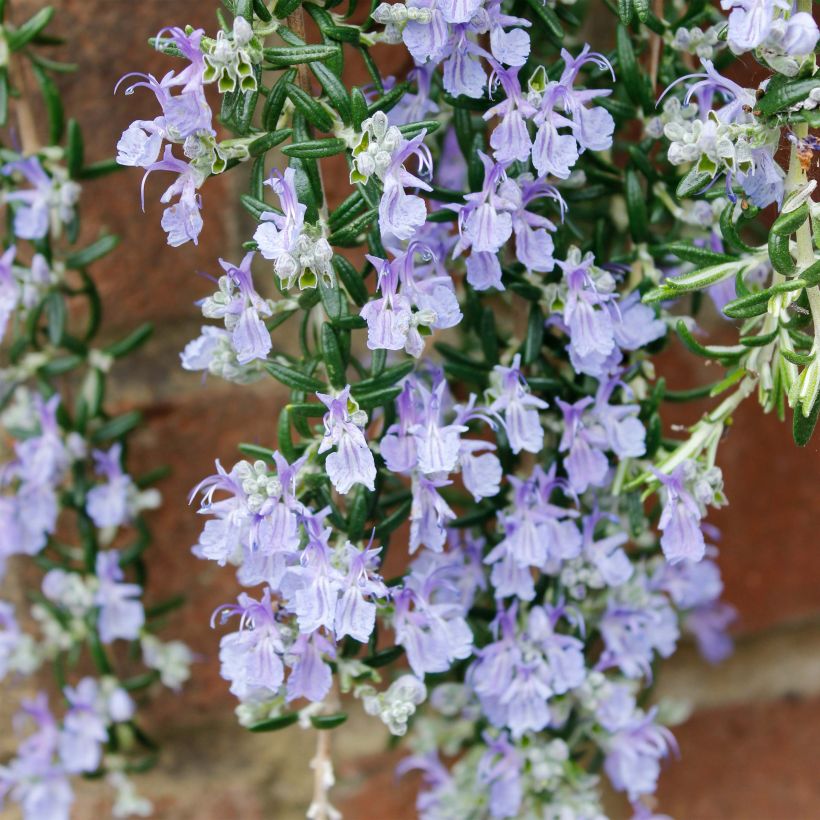 Rosmarinus officinalis Blue Cascade - Rosmarino (Fioritura)