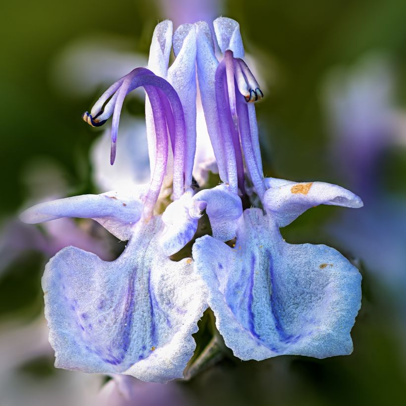 Rosmarinus officinalis Miss Jessopps Upright - Rosmarino (Fioritura)