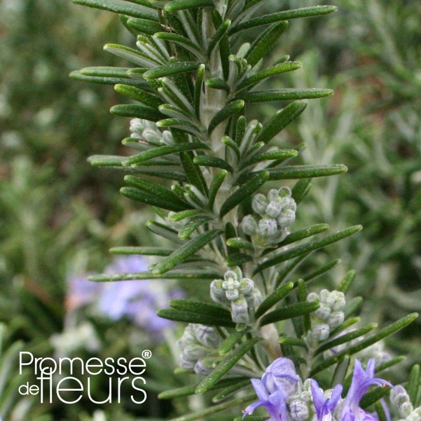 Rosmarinus officinalis Pointe du Raz - Rosmarino (Fogliame)