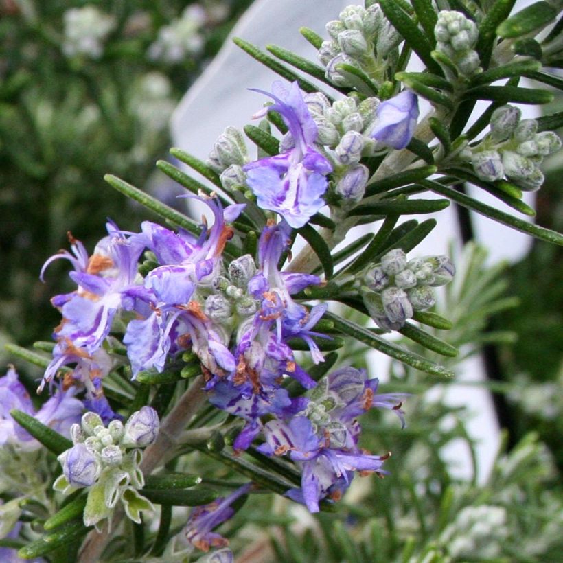 Rosmarinus officinalis Pointe du Raz - Rosmarino (Fioritura)