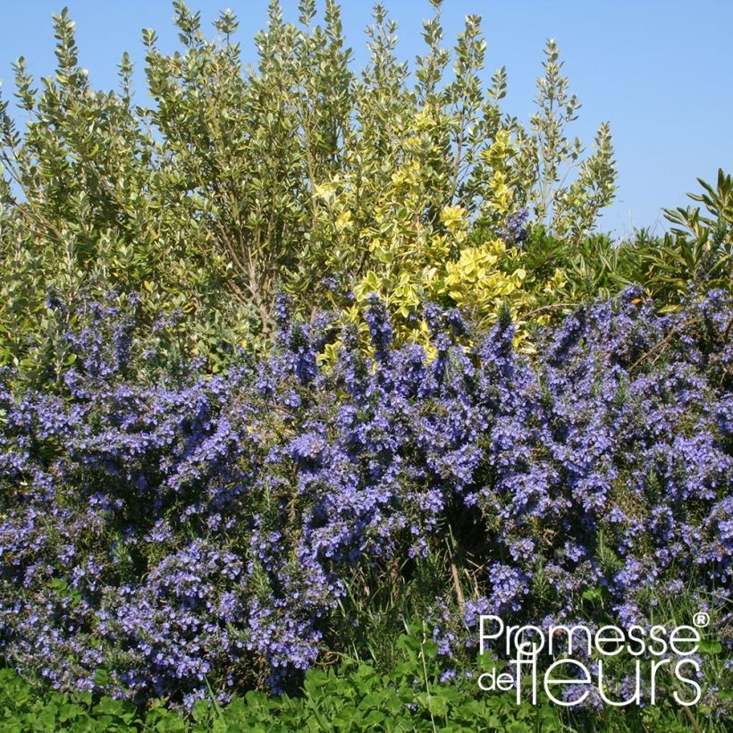 Rosmarinus officinalis Pointe du Raz - Rosmarino (Porto)