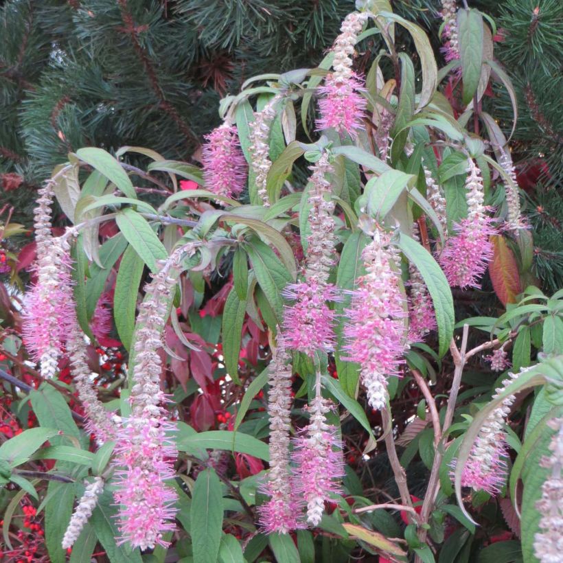 Rostrinucula dependens Happy Cascade (Fioritura)