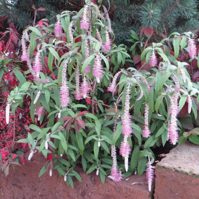 Rostrinucula dependens Happy Cascade (Porto)