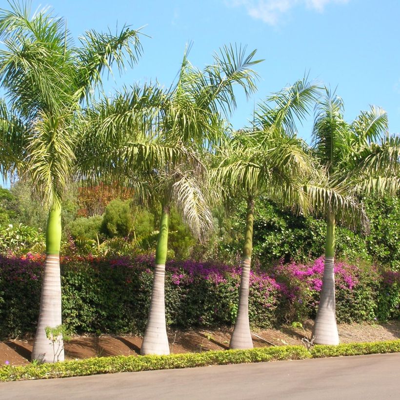 Roystonea regia - Palma Reale Cubana (Porto)