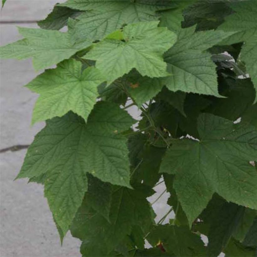 Rubus tridel Benenden - Rovo ornamentale (Fogliame)