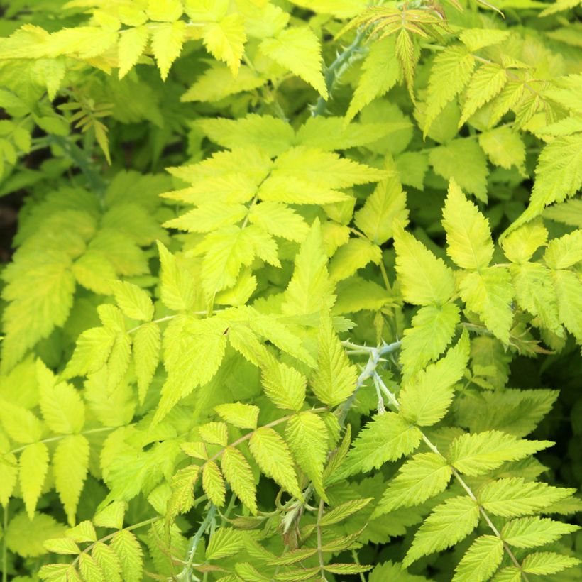 Rubus cockburnianus Golden Vale - Rovo dal gambo bianco (Fogliame)