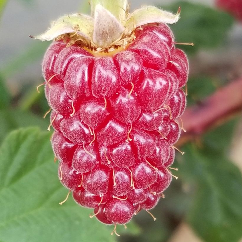 Mora Medana Tayberry (Raccolta)