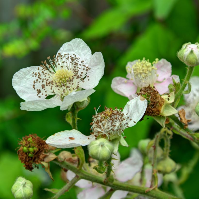 Mora Reuben (Fioritura)