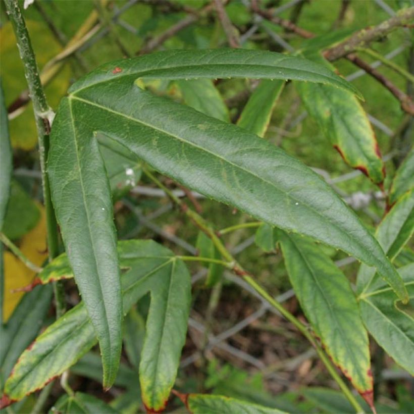 Rubus henryi bambusarum - Rovo ornamentale (Fogliame)