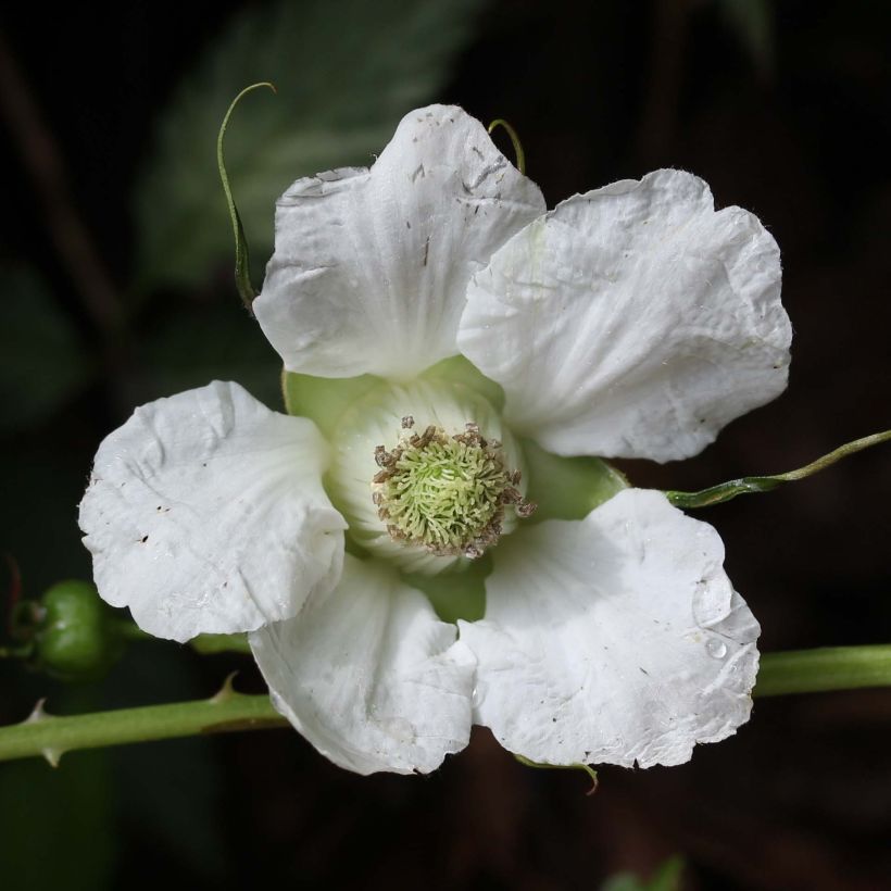 Lampone fragola (Fioritura)