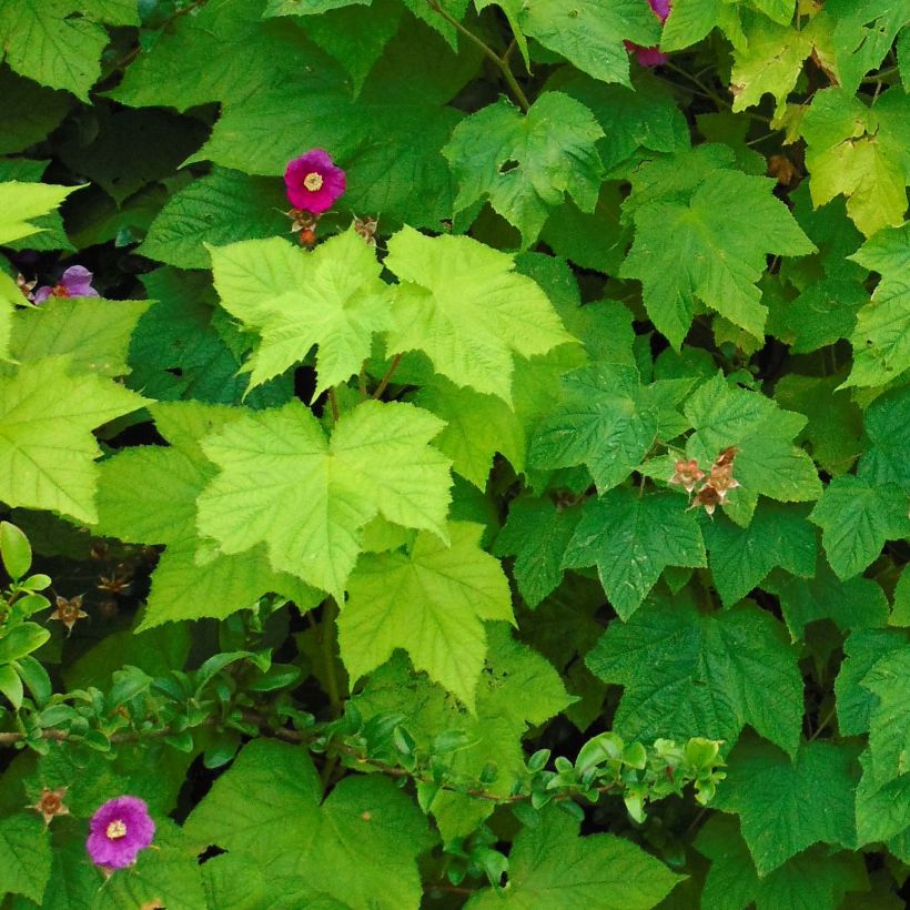 Rubus odoratus - Rovo odoroso (Fogliame)