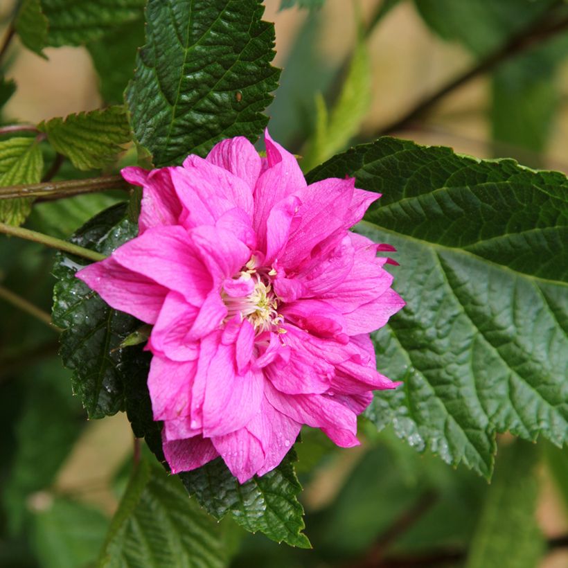 Rubus spectabilis Olympic Double - Rovo ornamentale (Fioritura)