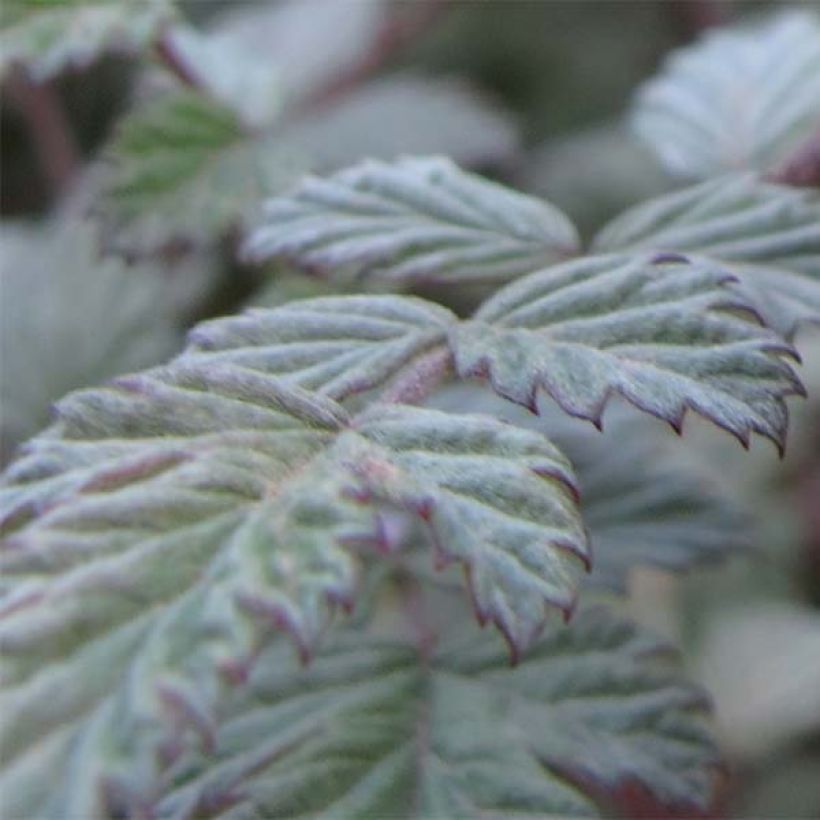 Rubus thibetanus Silver Fern - Rovo ornamentale (Fogliame)