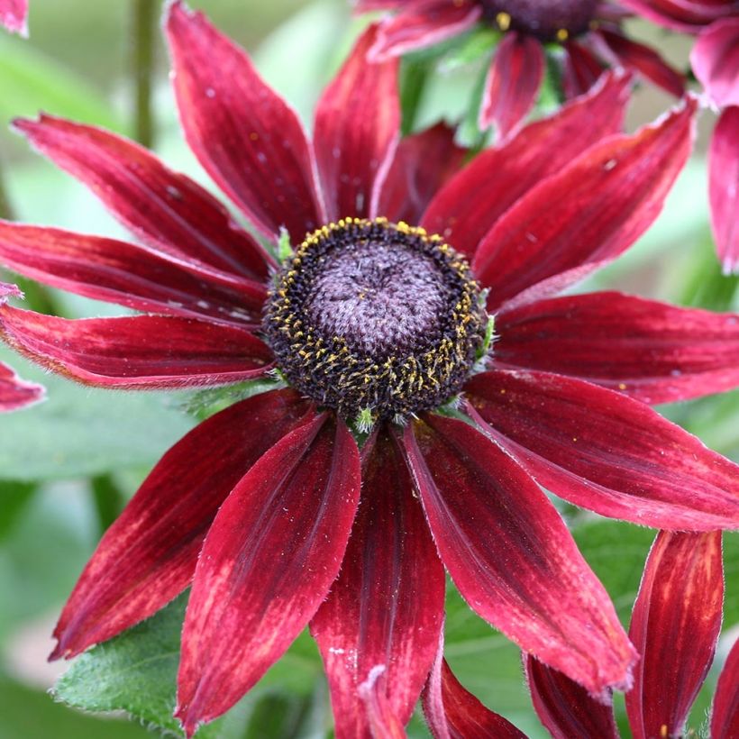 Rudbeckia hirta Cherry Brandy (Fioritura)