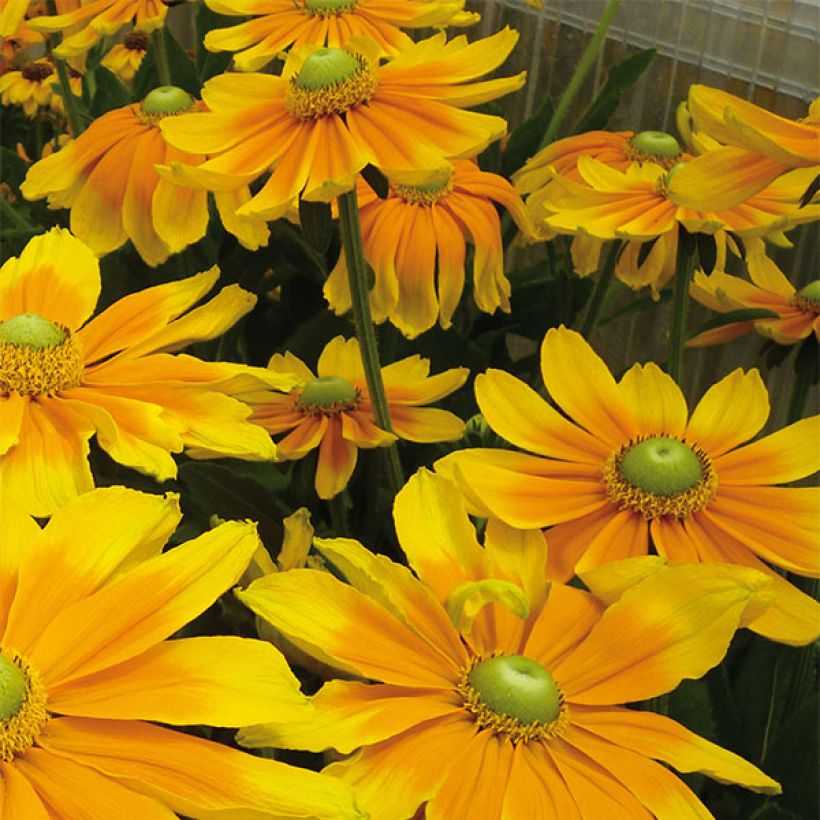 Rudbeckia hirta Prairie Sun (Fioritura)