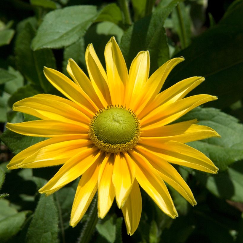 Rudbeckia hirta Prairie Sun (Porto)