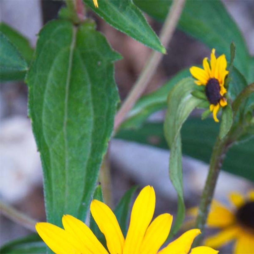 Rudbeckia fulgida Early Bird Gold (Fogliame)