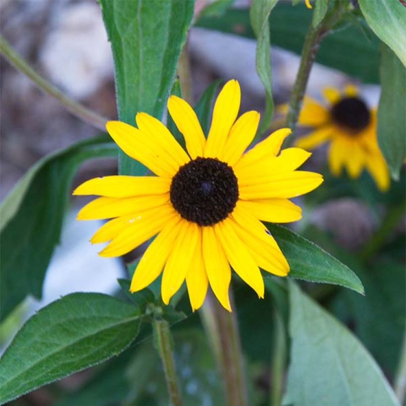 Rudbeckia fulgida Early Bird Gold (Fioritura)