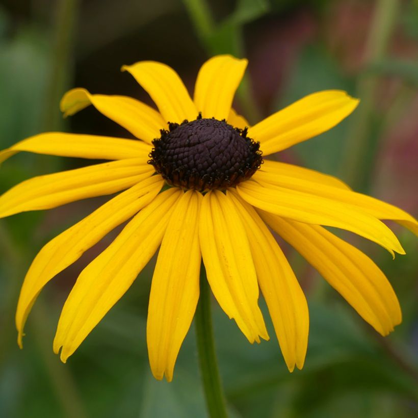 Rudbeckia fulgida Goldsturm (Fioritura)