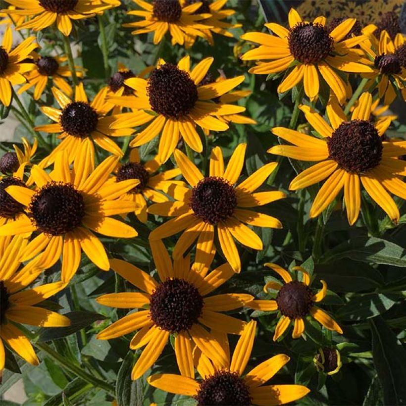 Rudbeckia fulgida var.sullivantii Little Goldstar (Fioritura)