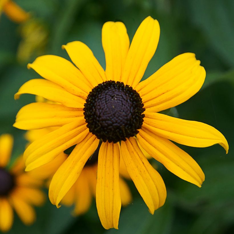 Rudbeckia fulgida var. sullivantii Pot of Gold (Fioritura)