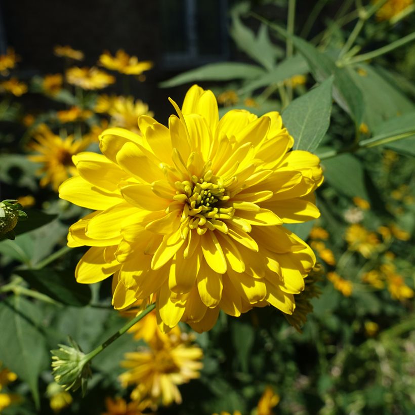 Rudbeckia laciniata Goldquelle (Fioritura)