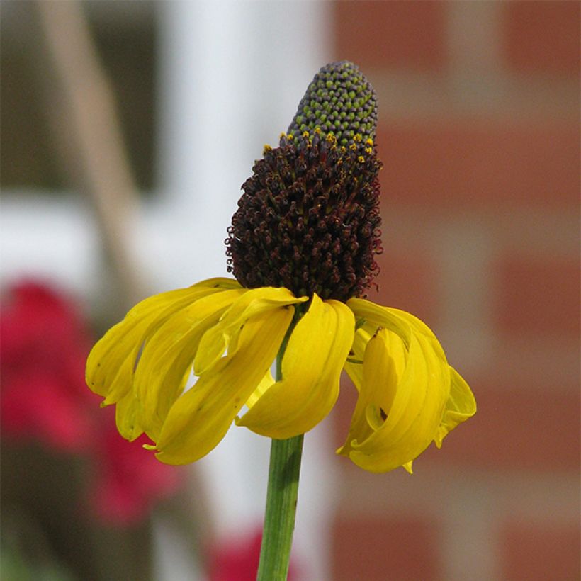 Rudbeckia maxima (Fioritura)