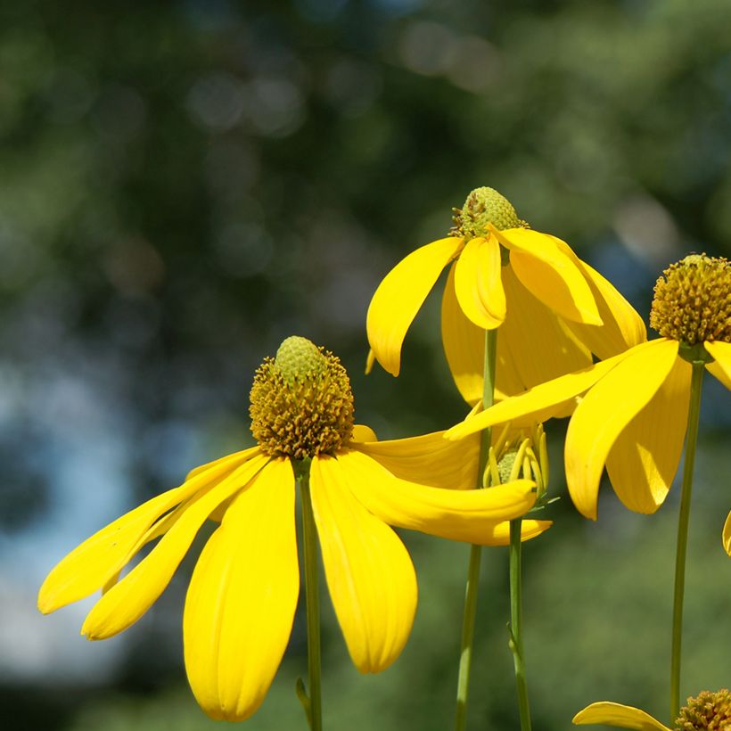 Rudbeckia nitida Herbstsonne (Fioritura)