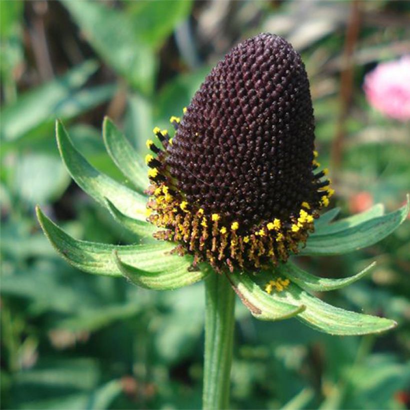 Rudbeckia occidentalis Green Wizard (Fioritura)