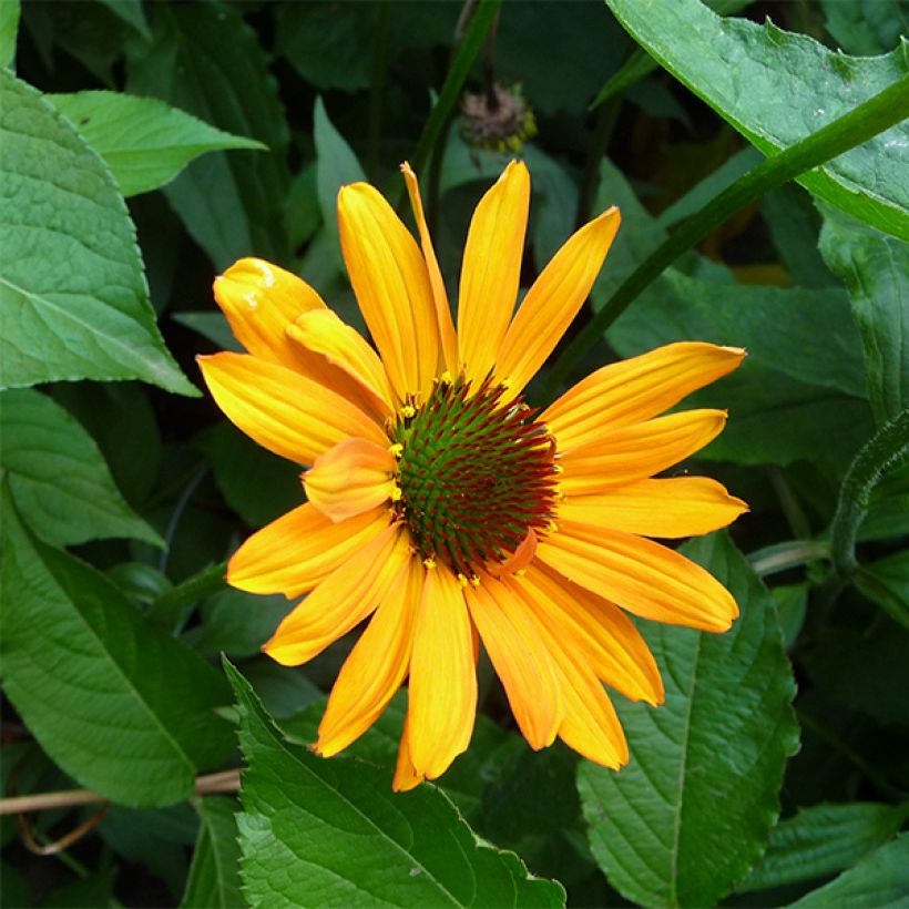 Echinacea Tiki Torch (Fioritura)