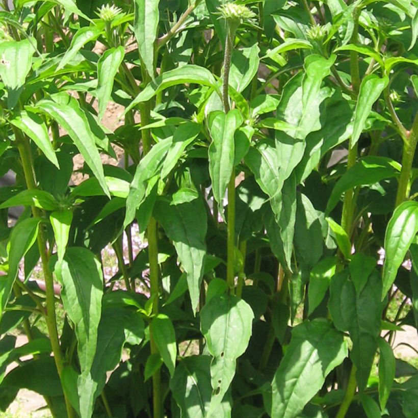 Echinacea purpurea Tomato Soup (Fogliame)