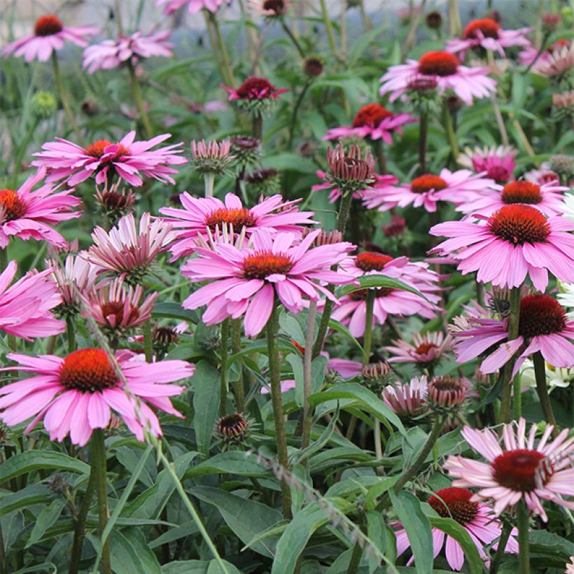 Echinacea purpurea Magnus (Fioritura)