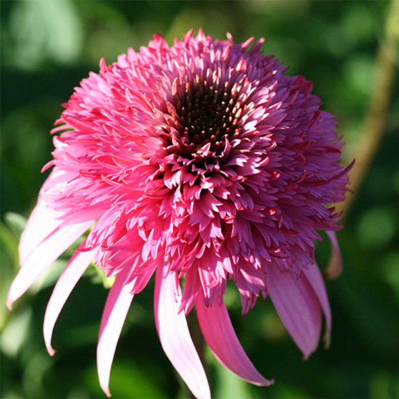 Echinacea purpurea Razzmatazz (Fioritura)