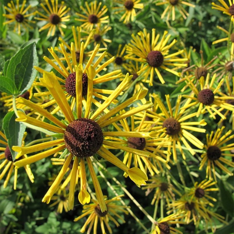 Rudbeckia subtomentosa Henry Eilers (Fioritura)