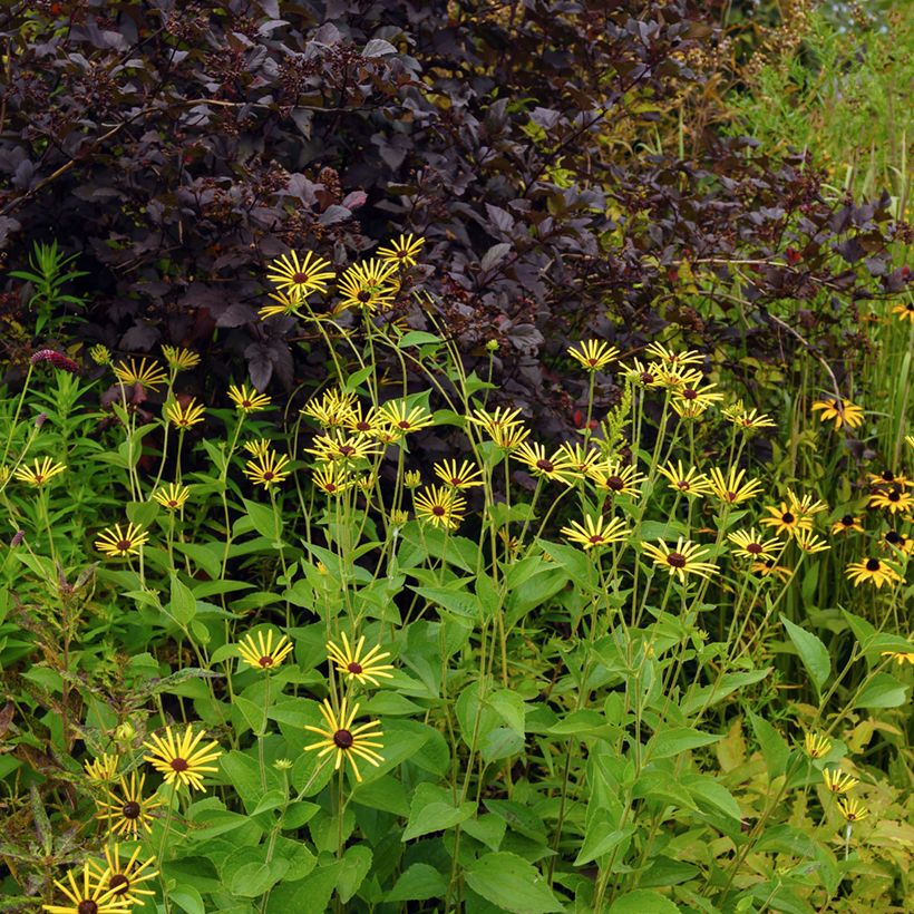 Rudbeckia subtomentosa Henry Eilers (Porto)