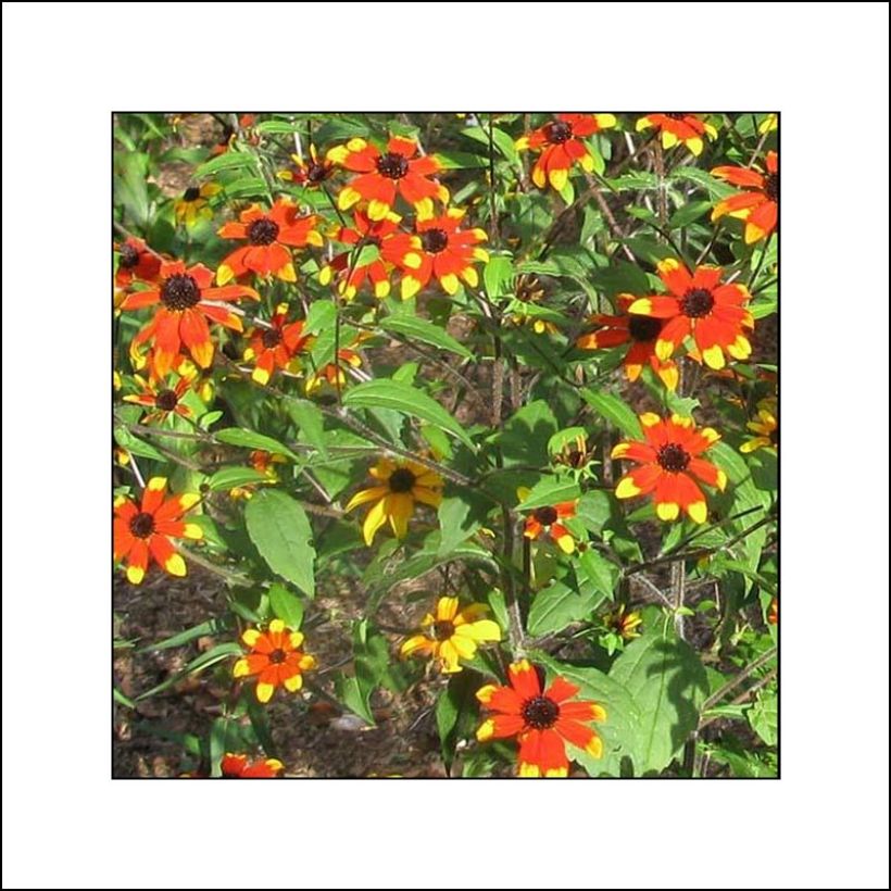 Rudbeckia triloba Prairie Glow (Fioritura)