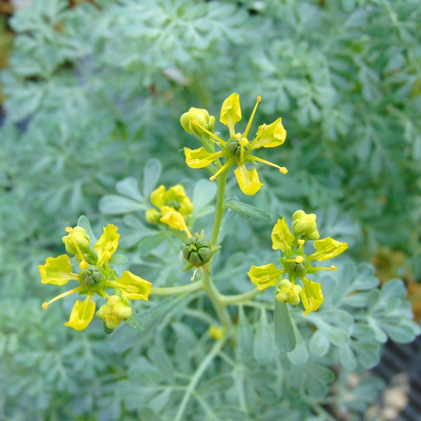 Ruta graveolens Jackman's blue - Ruta comune (Fioritura)