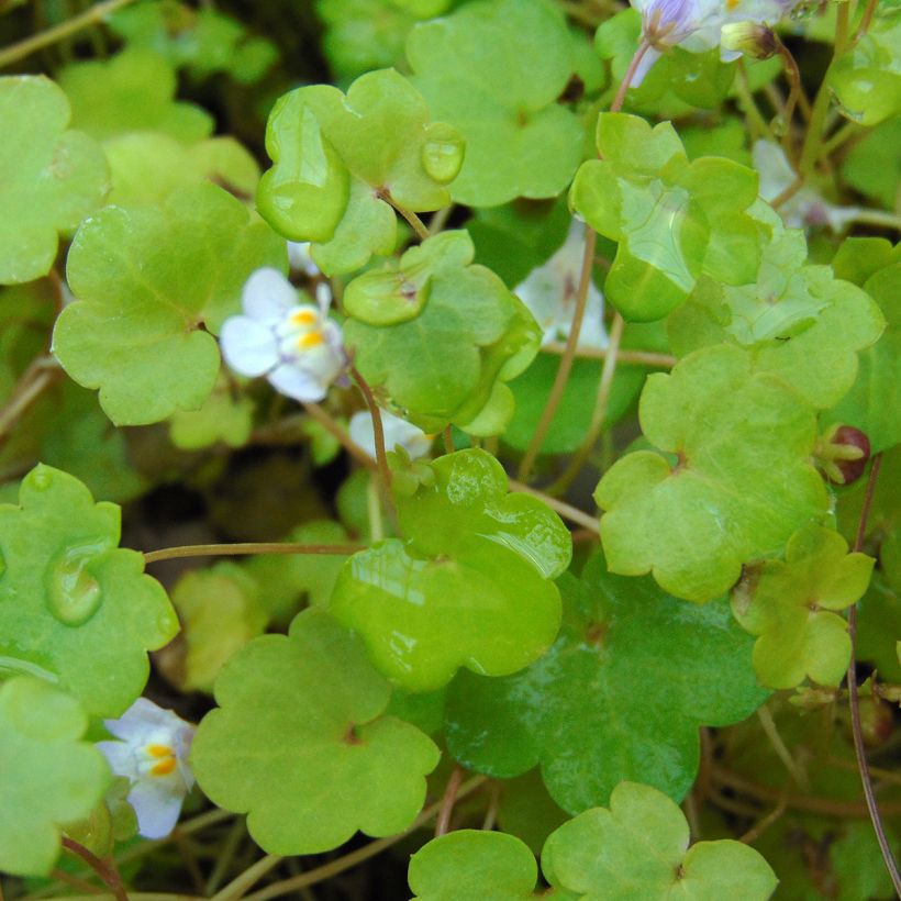 Cymbalaria muralis - Ciombolino comune (Fogliame)