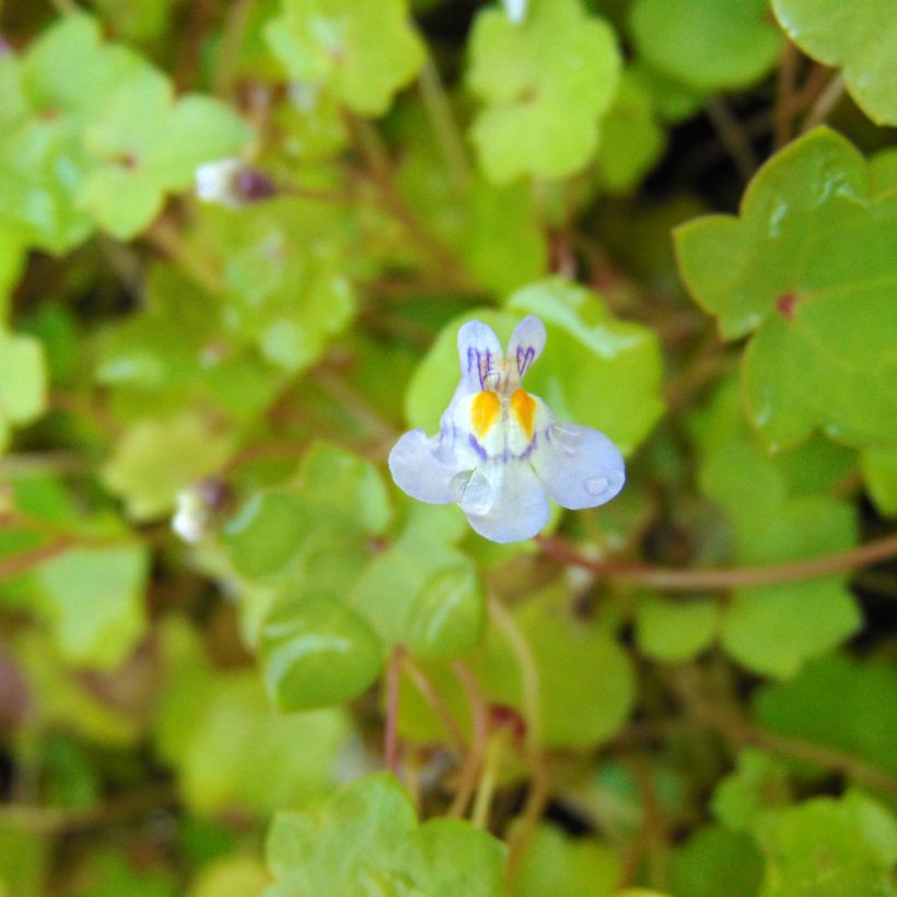 Cymbalaria muralis - Ciombolino comune (Fioritura)