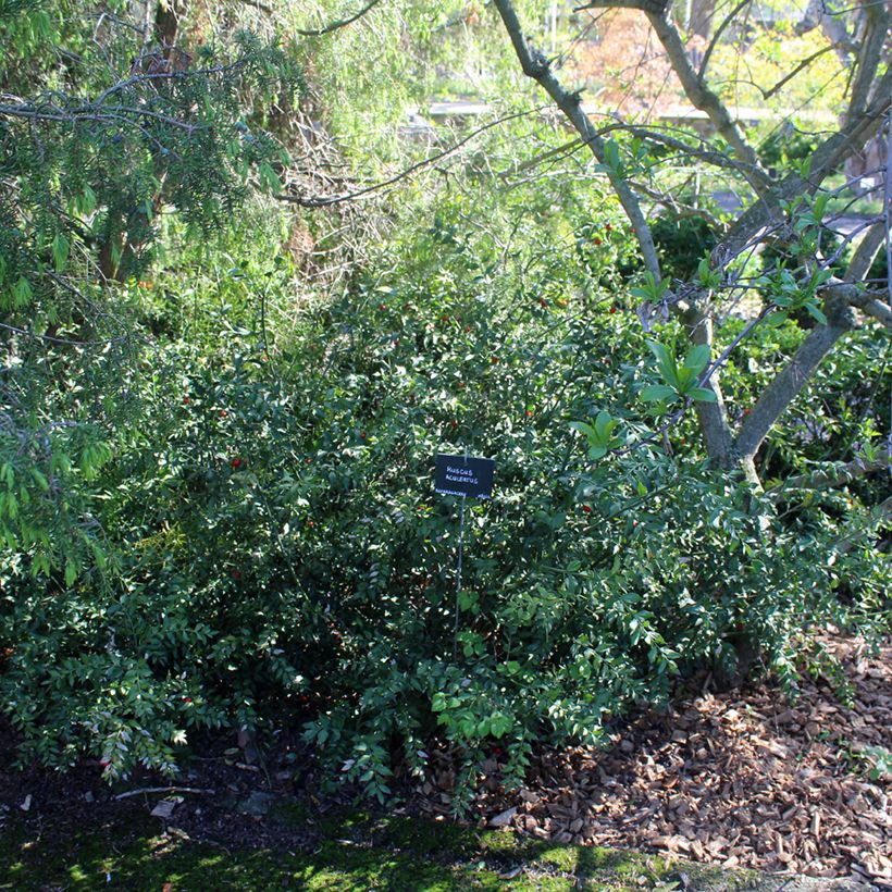 Ruscus aculeatus - Ruscolo pungitopo (Porto)