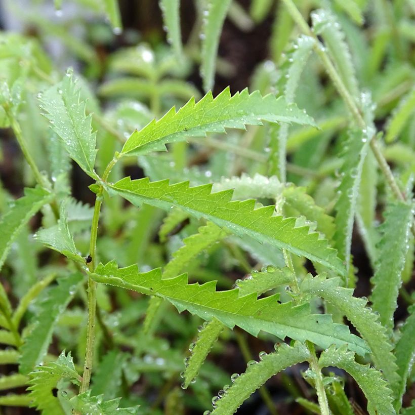 Sanguisorba tenuifolia Alba (Fogliame)