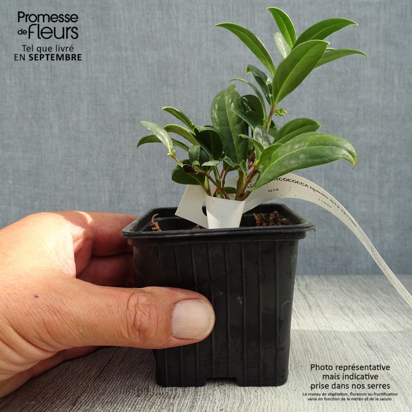 Esemplare di Sarcococca hookeriana humilis en godet de 9cm come consegnato in autunno