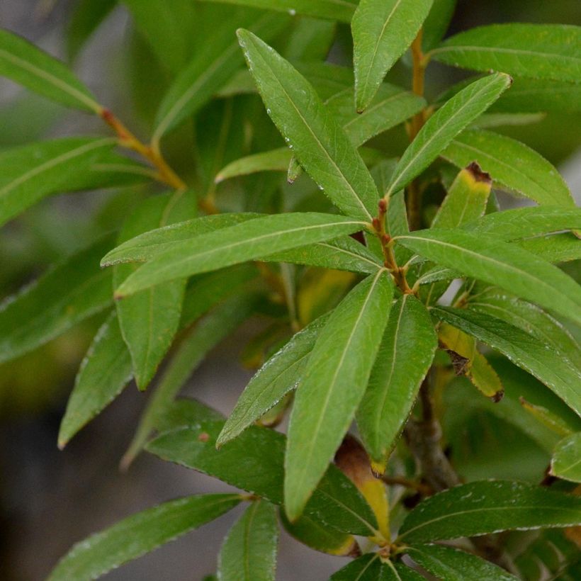 Salix sachalinensis Golden Sunshine - Salice dorato (Fogliame)