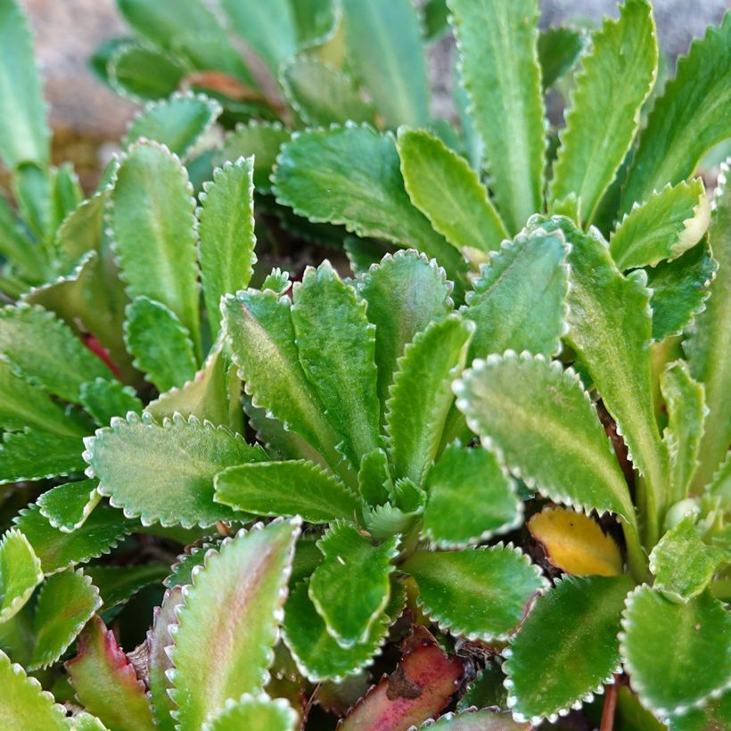 Sedum aizoon (Fogliame)