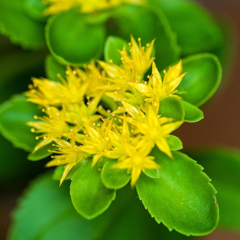 Sedum aizoon (Fioritura)