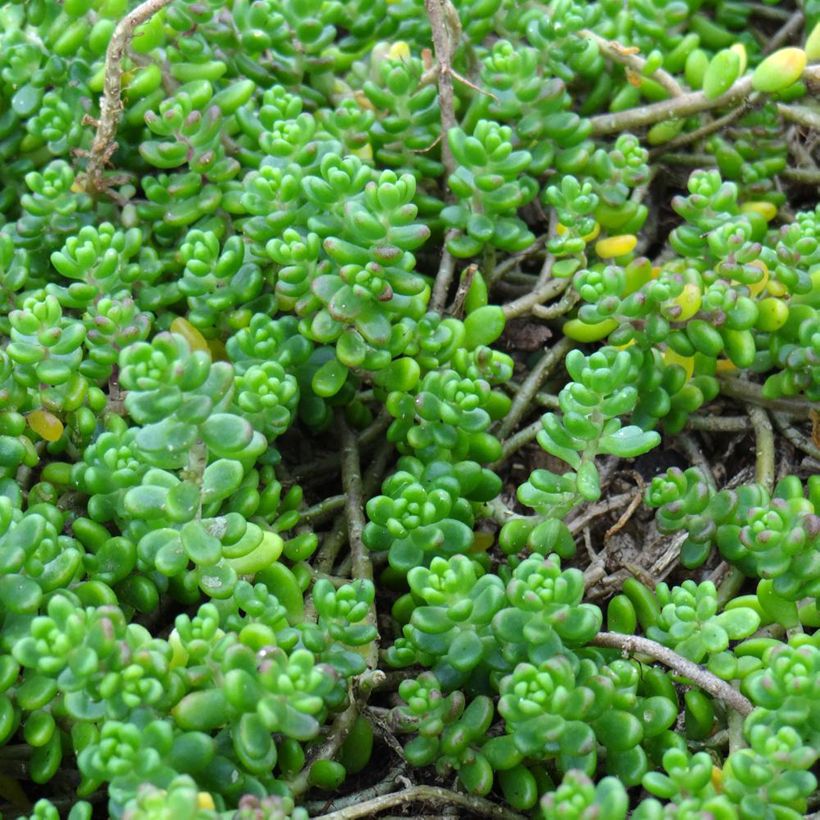 Sedum divergens (Fogliame)