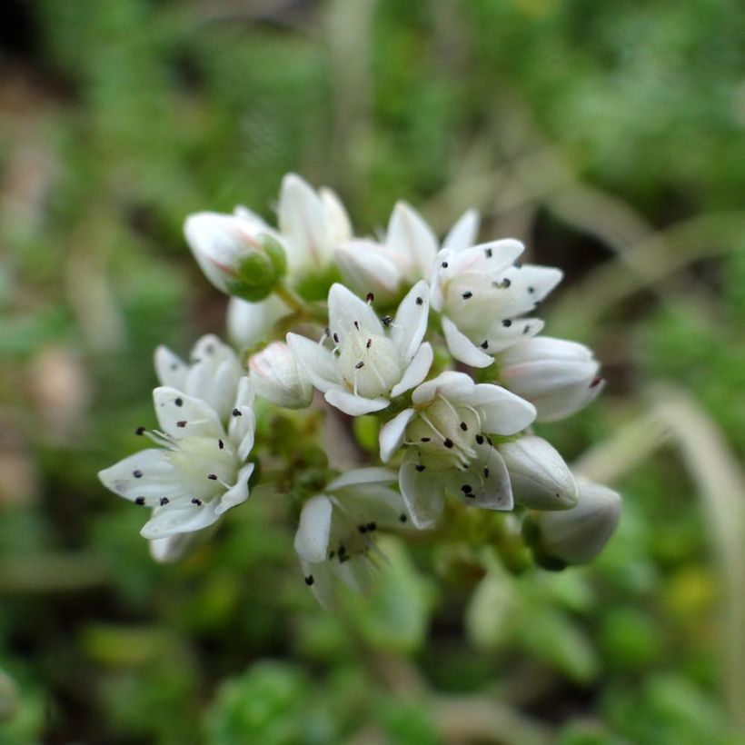 Sedum divergens (Fioritura)