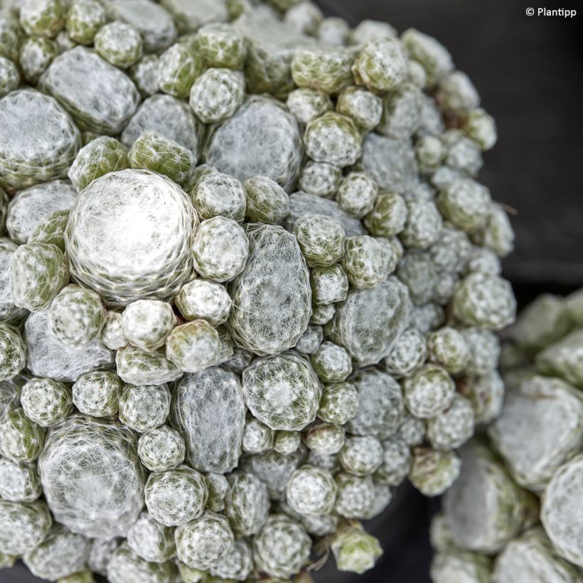 Sempervivum arachnoideum Colorockz Arctic White - Semprevivo ragnateloso (Fogliame)