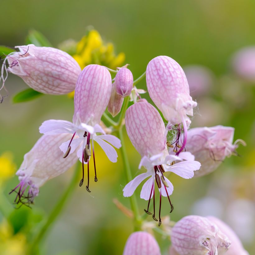 Silene vulgaris - Silene rigonfia (Fioritura)