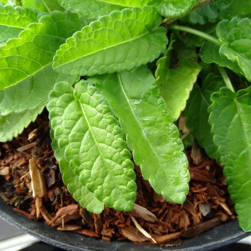 Stachys monieri Hummelo (Fogliame)